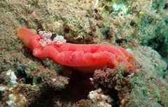 Hexabranchus
