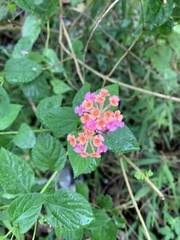Lantana camara