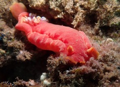 Hexabranchus