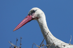 Ciconia ciconia