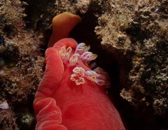 Hexabranchus