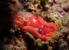 Hexabranchus