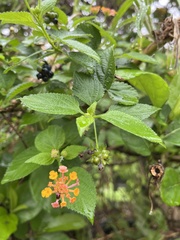 Lantana camara
