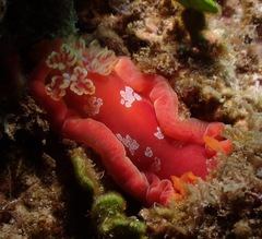 Hexabranchus