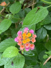 Lantana camara
