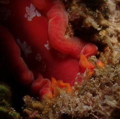 Hexabranchus