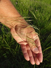 Nassella leucotricha