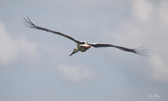 Ciconia ciconia