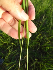 Nassella leucotricha