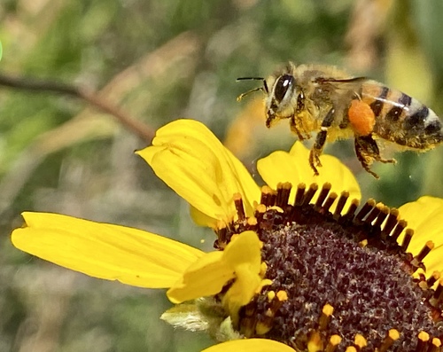 iNaturalist observation photo of Western Honey Bee