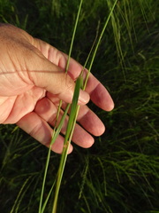 Nassella leucotricha