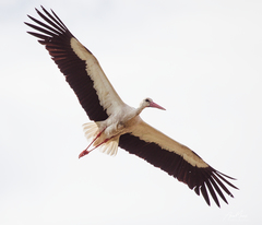Ciconia ciconia