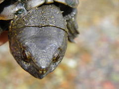 Kinosternon hirtipes