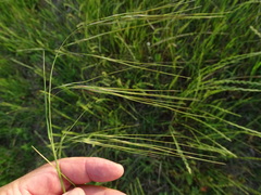 Nassella leucotricha