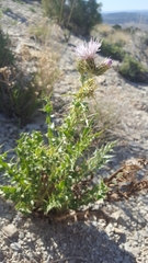 Cirsium pulcherrimum