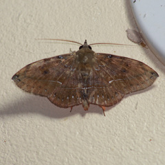 Argidia calus