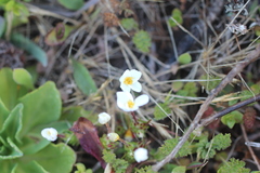 Leptosiphon rosaceus