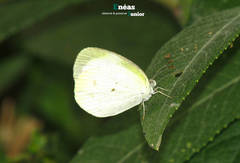 Eurema agave pallida