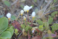 Leptosiphon rosaceus