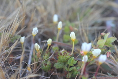 Leptosiphon rosaceus