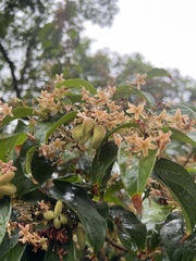 Sterculia lanceolata