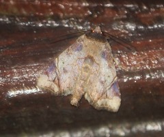 Hiaspis closteroides