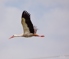 Ciconia ciconia