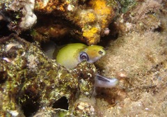Gymnothorax rueppelliae