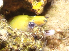 Gymnothorax rueppelliae