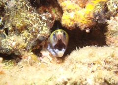 Gymnothorax rueppelliae