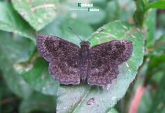 Staphylus ascalaphus