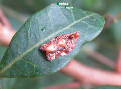 Argyrotaenia sphaleropa