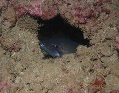 Conger marginatus
