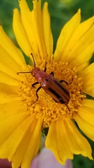 Nemognatha piazata