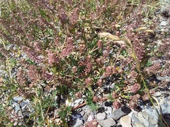 Lepidium meyenii, photograph (c) Humber Alberto, some rights reserved (CC BY)