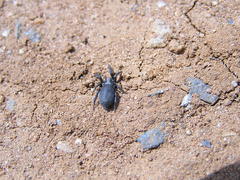 Camillina