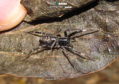 Ianduba