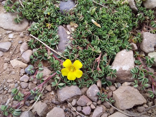 Oxalis bisfracta (Oxalis bisfracta)