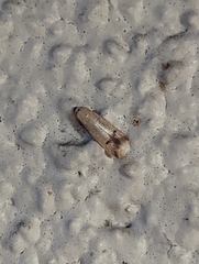 Tachystola hemisema