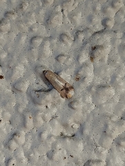 Tachystola hemisema