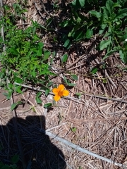 Kallstroemia grandiflora