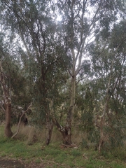 Eucalyptus camaldulensis