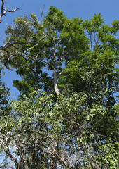 Cissus oblonga