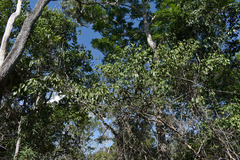 Cissus oblonga