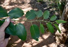 Cissus oblonga