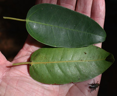 Cissus oblonga