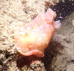 Hexabranchus