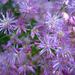 French Meadow-Rue - Photo (c) joysaphine, some rights reserved (CC BY-NC)