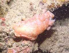 Hexabranchus