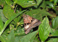 Melipotis nigrobasis
